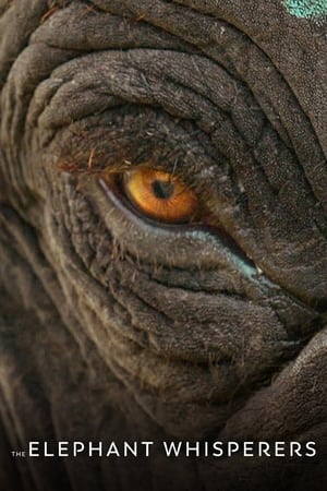 The Elephant Whisperers 2022 Hindi Dual Audio – HD Poster Download - Filmyzilla